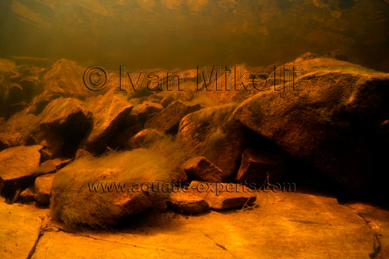blackwater amazon biotope aquarium background